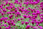 LEE_4641