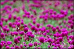 LEE_4642