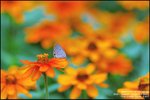 LEE_4666
