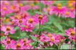 LEE_4672