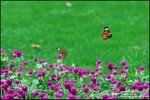LEE_4676