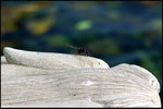 nEO_IMG_DSC_9345