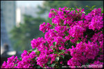nEO_IMG_DSC_9359