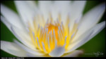 LEE_0224