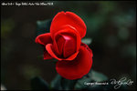 nEO_IMG__LEE2320