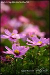 nEO_IMG__LEE2374