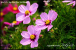 nEO_IMG__LEE2396