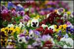 nEO_IMG__LEE2409