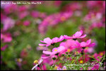 nEO_IMG__LEE2423