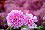 nEO_IMG__LEE2425