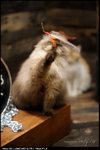 nEO_IMG_DSC_3278