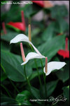 nEO_IMG_LEE_7649