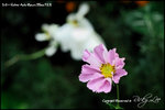nEO_IMG_LEE_7664