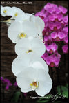 nEO_IMG_LEE_7682