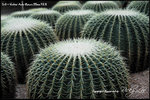nEO_IMG_LEE_7713