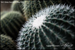 nEO_IMG_LEE_7714