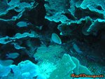 DSCN031003_10150000035