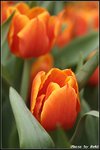 IMG_0632