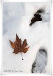 IMG_0527