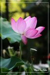 IMG_3080a
