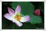 IMG_3111a