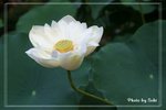 IMG_3138a