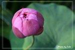 IMG_3142a