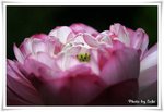 IMG_3153a