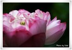 IMG_3154a