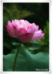 IMG_3155a