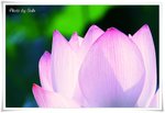 IMG_6308c