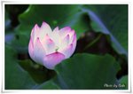 IMG_6323c