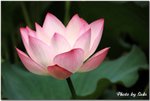 IMG_6349B