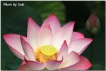 IMG_6362B