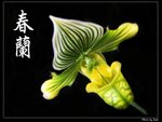 IMG_6810a