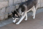 IMG_0222