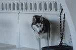 IMG_0233