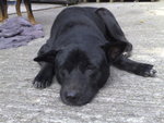 20071206006