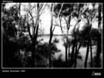 Narrabeen Lakes