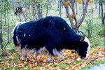 LI_JIANG_3_0073