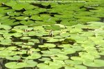 PICT0046-1