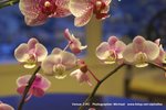 PICT0003-1