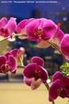 PICT0034-1