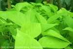 PICT0044-1
