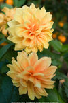 Lantau_Island_0976