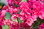 Lantau_Island_0978