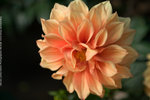Lantau_Island_0983