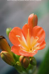 Lantau_Island_0986
