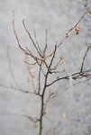 20071215_0011