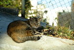 20080112_0016_resize